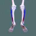 Animation: Fibularis (peroneus) muscles seen from below