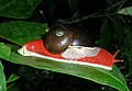 The mantle of the land snail Indrella ampulla is off-white in color and partly visible under the shell. The head and foot are red, and the foot fringe is off-white with narrow black lines.
