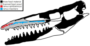 Diagram of the skull of Taniwhasaurus antarcticus : the black and light gray parts show the known fossil material, while the white parts show the hypothetical cranial reconstructions. The foramina suspected to have been the place of origin of an electrosensitive organ of the animal are shown in blue and in red.