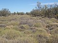 Spinifex Country, Yelarbon