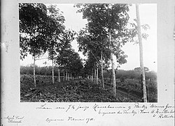 Rubber trees on De Nieuwe Grond (1911)
