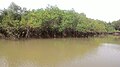 Some coastal and river spots have mangroves.