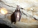 The greater horseshoe bat is the largest horseshoe bat in Europe