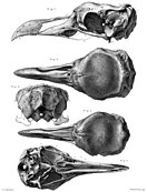 Skull of male (1–3) and female (4–5) Rodrigues solitaires