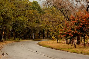 Islamabad's deciduous trees change colours in autumn