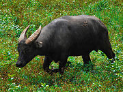 Black bovid