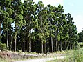 A forestry plantation