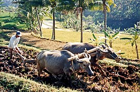 Ploughing a rice terrace with water buffaloes in Java
