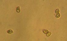Mythicomyces corneipes spores