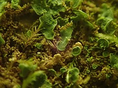 scattered small green leaves, many shaped like human ears growing among moss fronds
