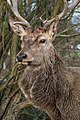 Red deer in the Czech Republic