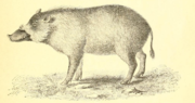 Illustration of hairy suine