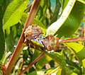 Doratifera larva, showing bright colours and presumably stinging setae