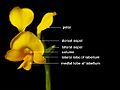 Resupinate flower of Diuris aequalis