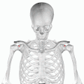 Position of supraglenoid tubercle (shown in red). Animation.