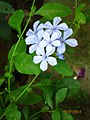 South Indian. (Horizontal is the correct posture)http://en.wikipedia.org/wiki/Plumbago