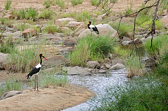 Pair of Saddle-billed storks beside the river