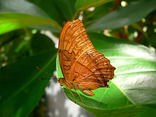 A butterfly resting on a leaf.