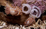 Two fiery nudibranchs with their egg ribbons