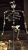 Skeleton of "Lucy" as displayed in Mexico
