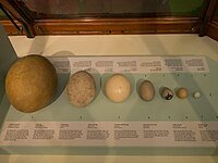 Elephant bird egg (far left, 1) in comparison to other eggs, including ostrich egg (centre, 3) and chicken egg (third from right, 6)