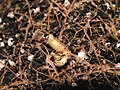 Root plantlet on Streptocarpus 'Gloria'