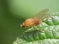 Sapromyza quadricincta male