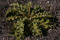 Verbascum sinuatum leaves
