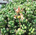 Cotyledon tomentosa ("Bears Paw") has hairy ("tomentose") leaves.