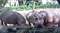 Hippopotamus in Thiruvananthapuram zoo