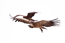 Indian vulture chased by Black Kite