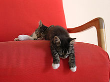 two cats sleep on a red chair