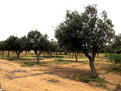 Olive trees in Namibe Province