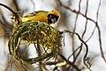Male starting to build nest, Johannesburg