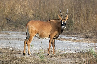 Roan antelope Hippotragus equinus koba Senegal