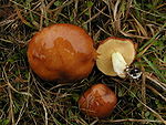 Suillus brevipes, a similar looking mushroom