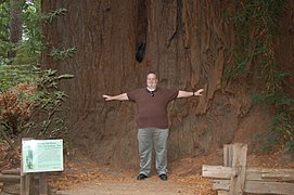 Man standing beside a particularly large Coast Redwood tree.
