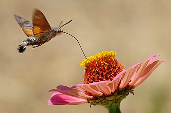 With proboscis extended, drinking nectar from a flower