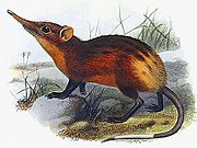 Drawing of brown and red elephant shrew