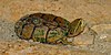 Eastern musk turtle (Sternotherus odoratus), in situ, Kerr County, Texas