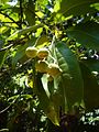 Acronychia pedunculata fruit