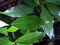 Cryptocarya laevigata leaves