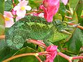 Image 4Jackson's chameleon