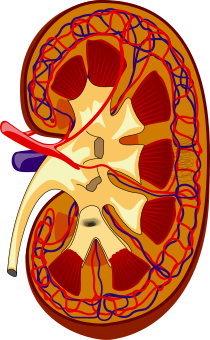 The kidney (cross-section).