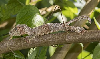 Mossy leaf-tailed gecko revealing itself from its camouflage