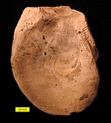 Pycnodonte vesicularis right valve interior; Aubeterre Formation, Campanian, SW France