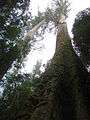 Image 31Eucalyptus regnans forest in Tasmania, Australia (from Old-growth forest)