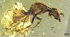 A Zigrasimecia tonsora preserved in amber