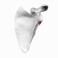 Left scapula. Infraglenoid tubercle shown in red.