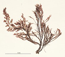 herbarium specimen of "Polysiphonia elongata"